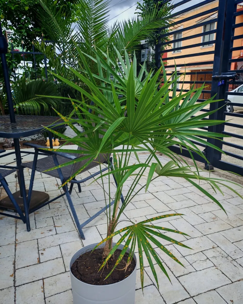 Palma en macetón para exterior