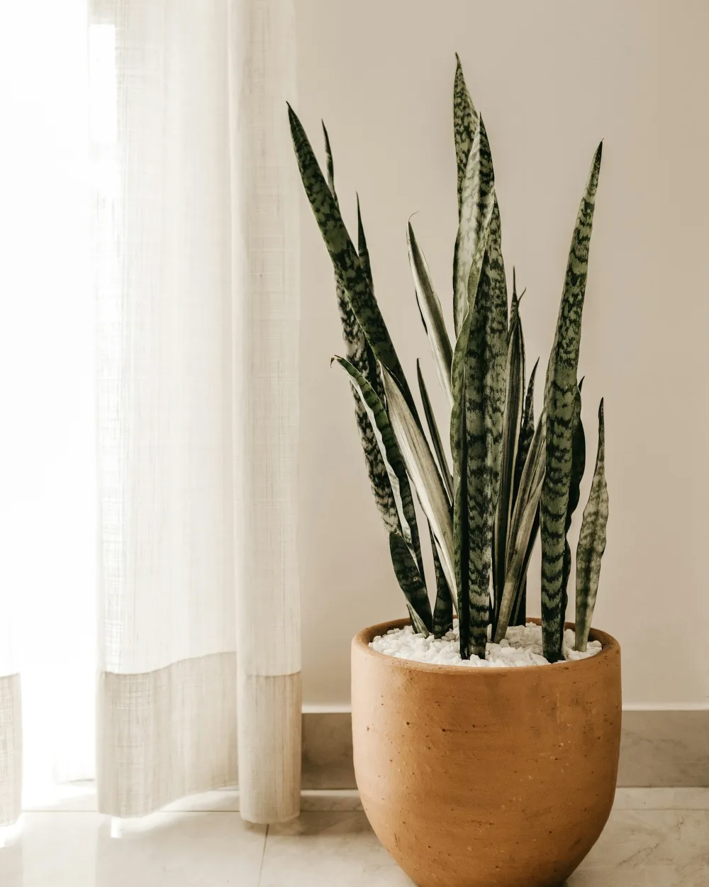 Plantas de interior para poca luz en macetas